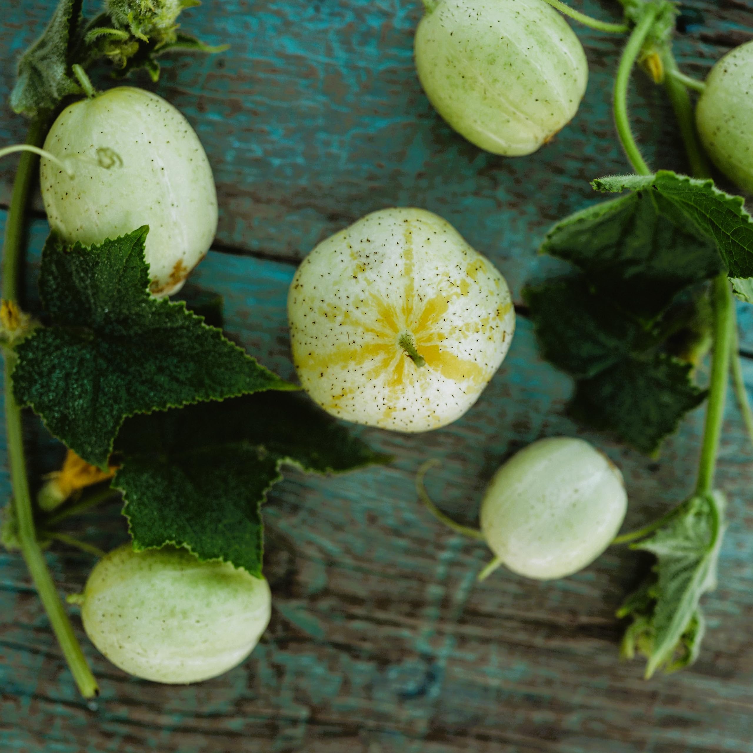 Lemon Cucumber Seeds Non-GMO heirloom for planting