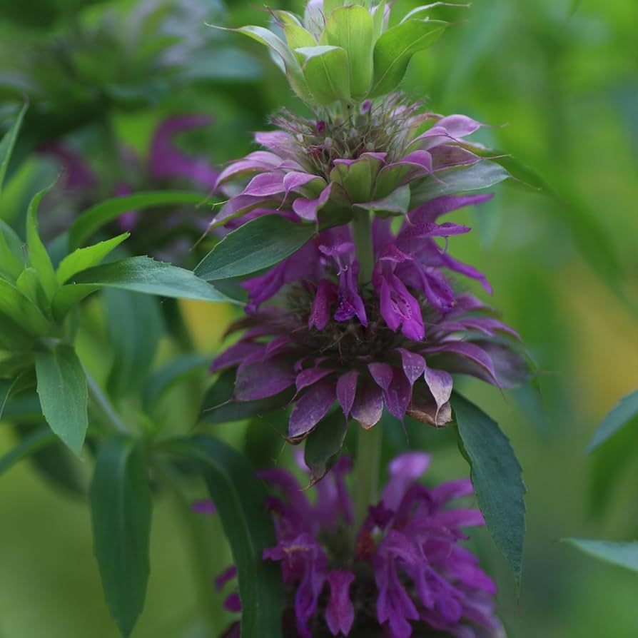 Lemon Mint seeds for planting