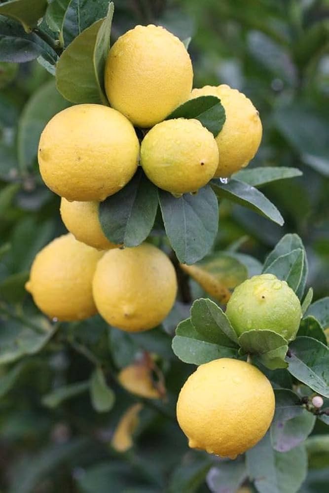 Lemon seed germination and planting guide