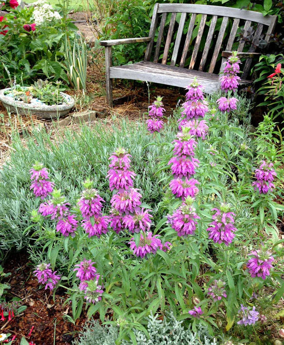 Lemon Bergamot Herb Seeds for Easy Planting