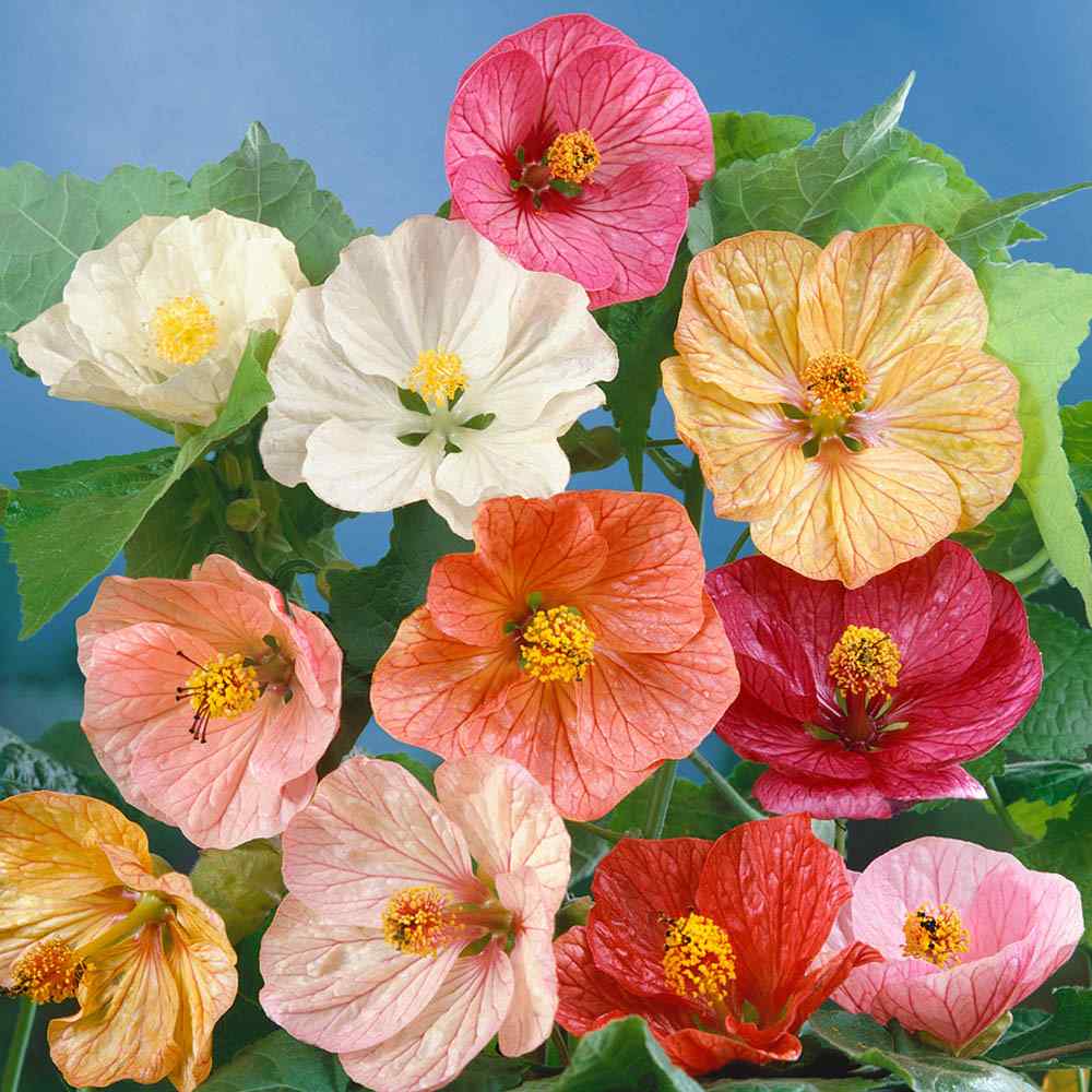 Mixed Abutilon Flower seeds for Planting - Bright Blooms, Heirloom & GMO Free Seeds for Home Garden