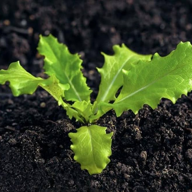 Lettuce growing in container garden on patio