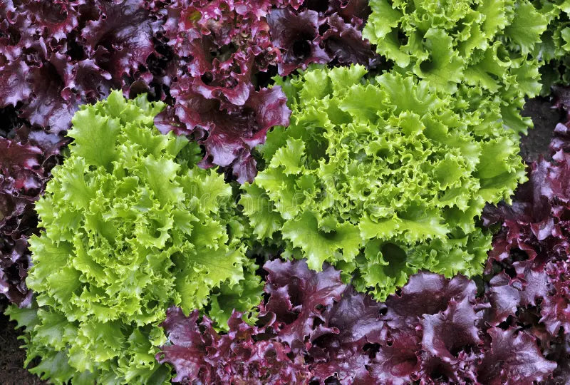 Lettuce Mix Seeds for Indoor Planting
