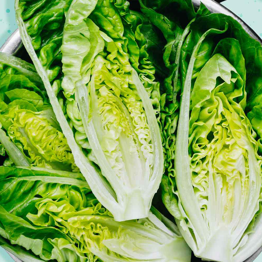Organic Lettuce Seeds – Fresh Crisp Greens for Home Gardens