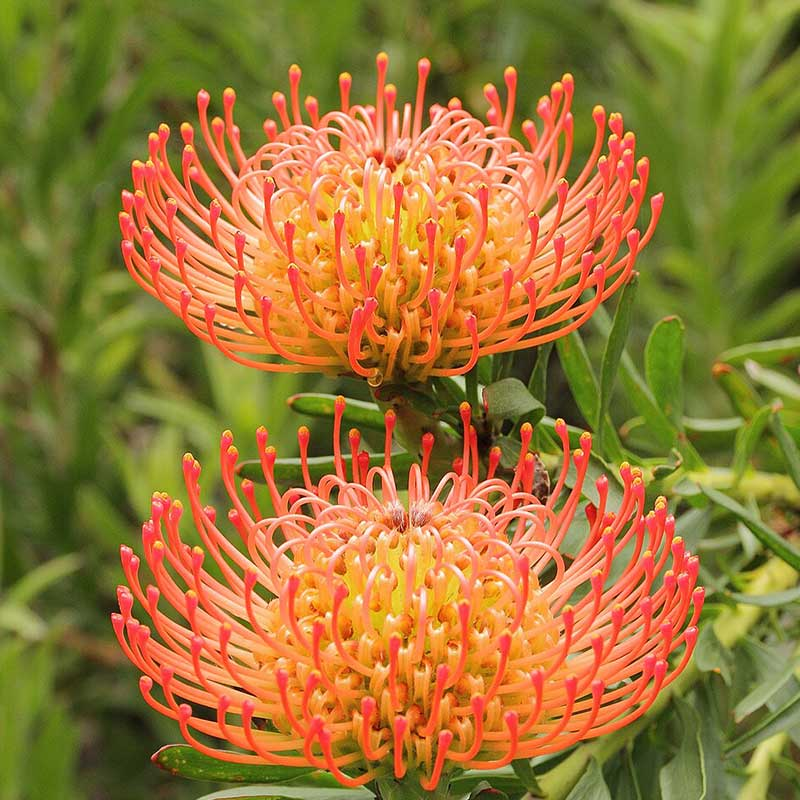 Leucospermum Flower seeds for Planting - Fragrant Blossoms, Heirloom & GMO Free Seeds for Home Garden