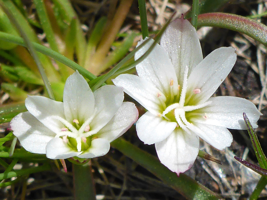 White Nevadensis Flower Seeds for Planting | Elegant White Blooms for Your Garden