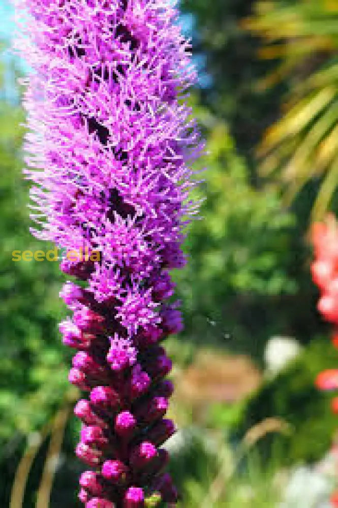 Liatris Flower Seeds For Planting  Vibrant Perennial Blooms