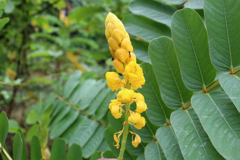 Yellow Cassia Alata Flower seeds for Planting - Vibrant Colors, Heirloom & GMO Free Seeds for Home Garden