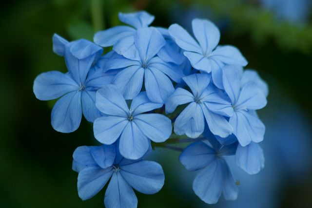 Periwinkle Vinca Flower Seeds Light Blue