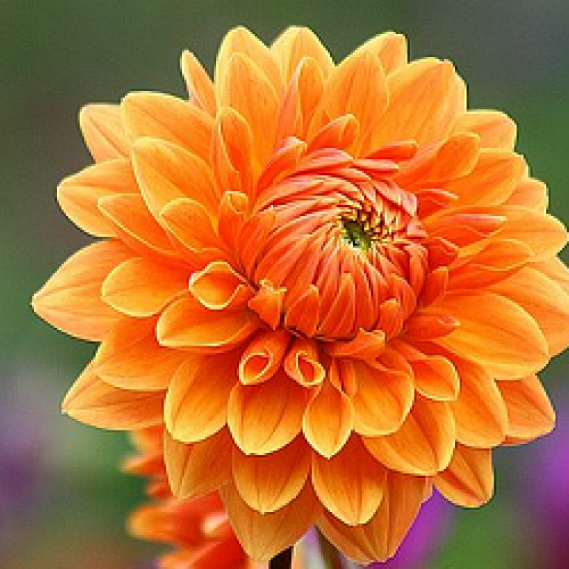 Light Orange Dahlia Flower Seeds for Planting