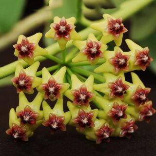 Light Yellow-Brown Hoya Flowers in Garden