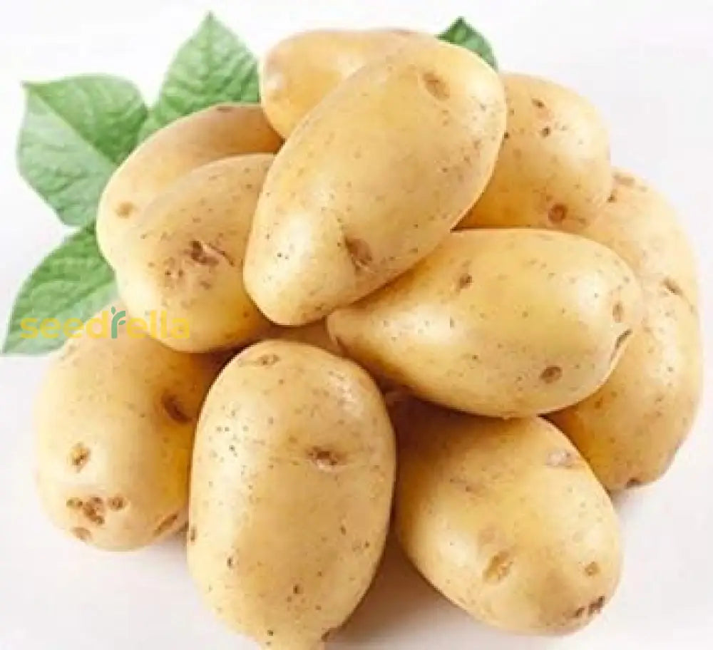 Light Yellow Potato Seeds for Easy Planting, Premium Seeds seed packet for home gardening