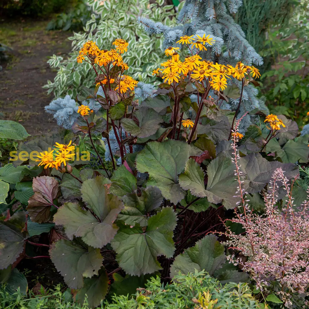 Ligularia Dentata Planting Seeds  Stunning Perennial Flower Plant Seeds