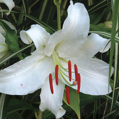 Casa Blanca Flower seeds for Planting - Perfect for Borders, Heirloom & GMO Free Seeds for Home Garden