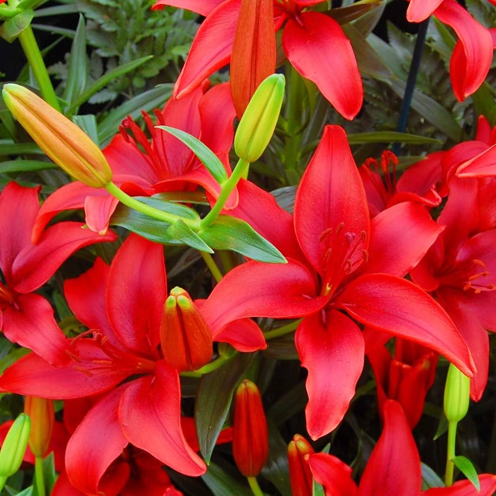 Red Lilium Flower Seeds for Planting Perfect for Borders Heirloom & GMO Free Seeds for Home Garden
 
 Sale