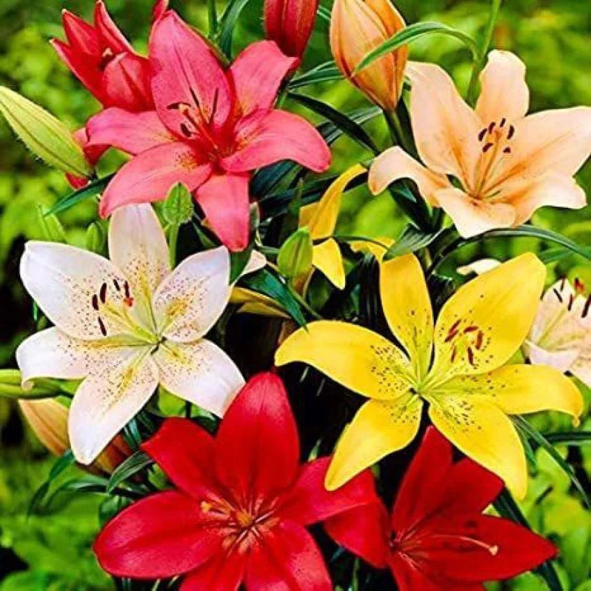 Lily Seeds – Bright Mixed Blooms for Colorful Garden Planting