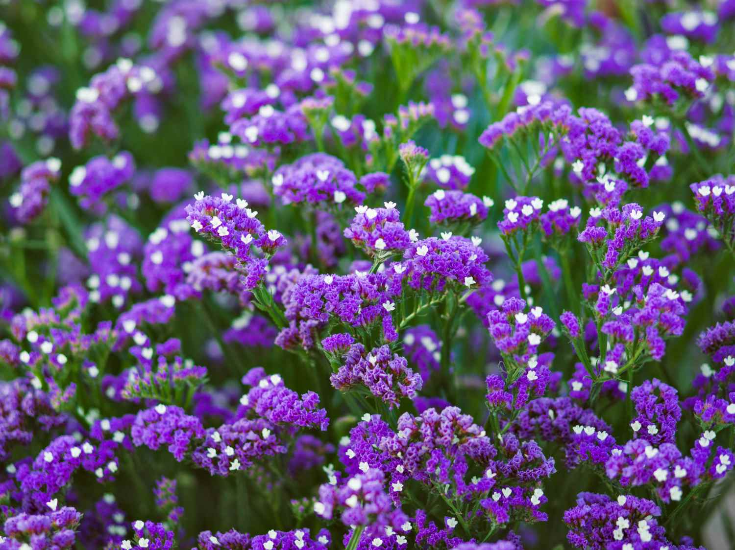 Limonium Flower seeds for Planting Cut Flower Favorite Heirloom & GMO Free Seeds for Home Garden