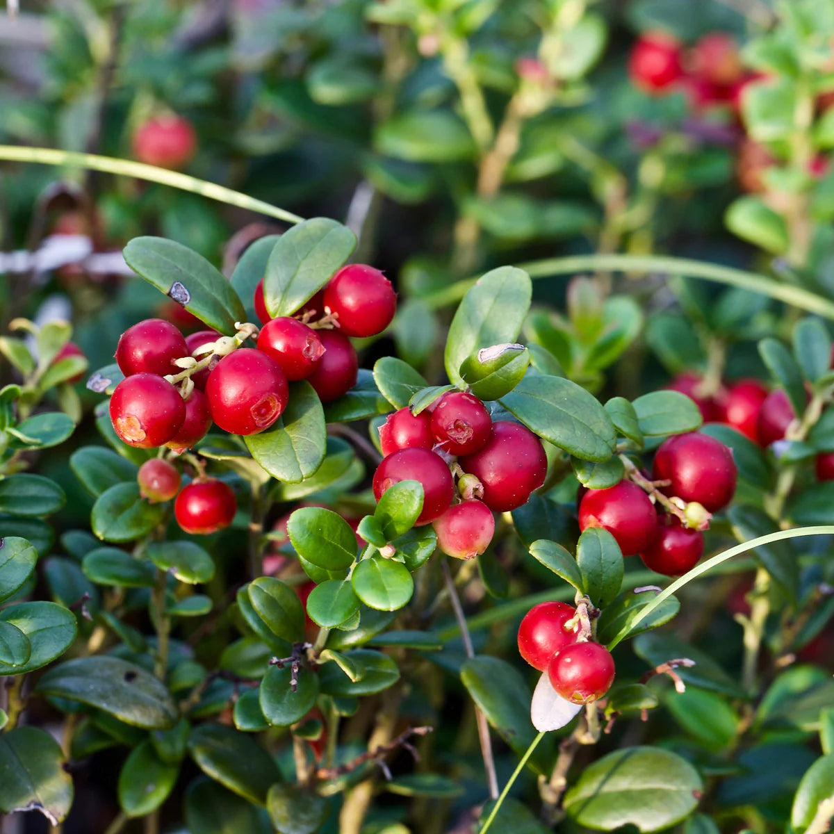 Arctostaphylos Manzanita Tree Seeds for Easy Planting