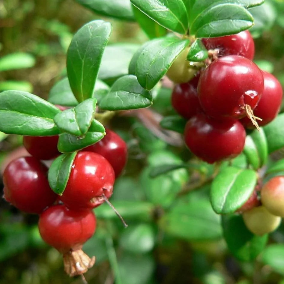 Vaccinium Vitas-Idaea (Mountain Cranberry) Seeds for Healthy Berries