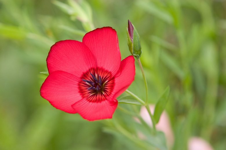 Grandiflorum Flower seeds for Planting Seasonal Bloomer Heirloom & GMO Free Seeds for Home Garden