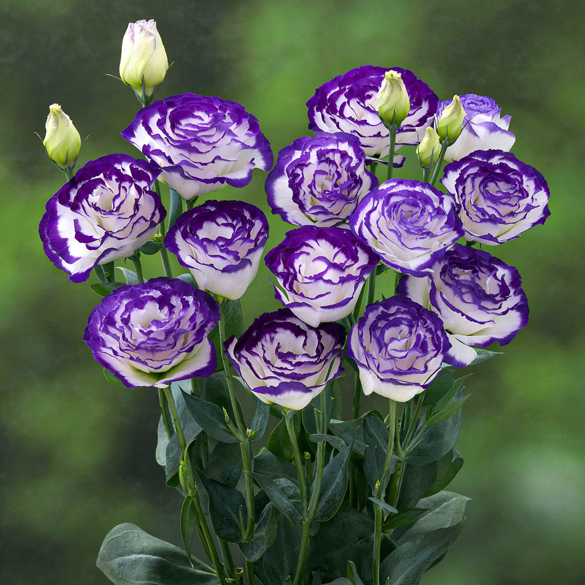 Mixed Lisianthus Echo Flower seeds for Planting - Compact Growth, Heirloom & GMO Free Seeds for Home Garden
