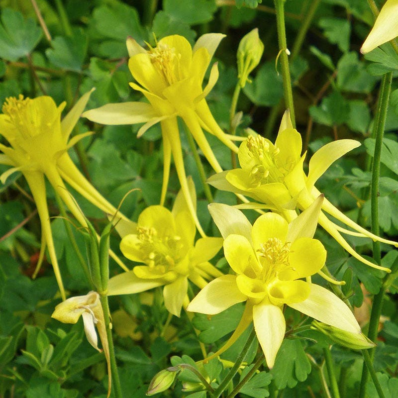 Akelei Pflanze Flower seeds for Planting - Sun Loving, Heirloom & GMO Free Seeds for Home Garden