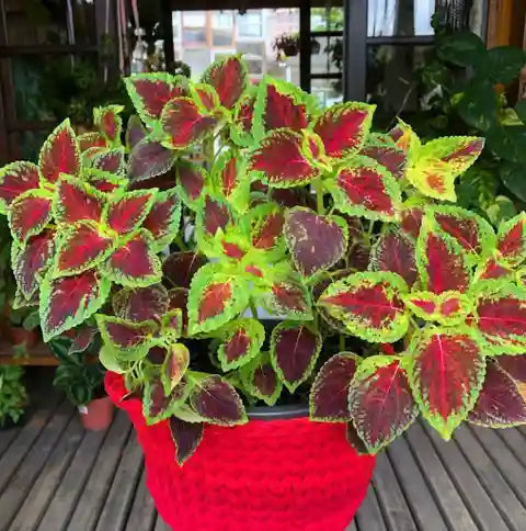 Light Yellow & Pink Coleus Flower seeds for Planting - Cut Flower Favorite, Heirloom & GMO Free Seeds for Home Garden