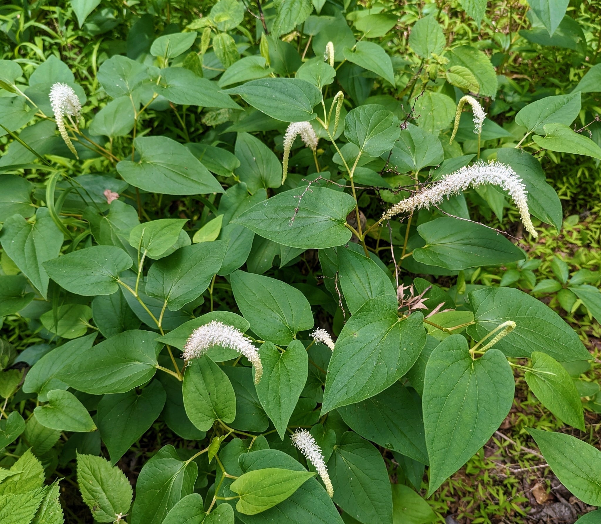 Lizards Tail seeds germinating seedlings
