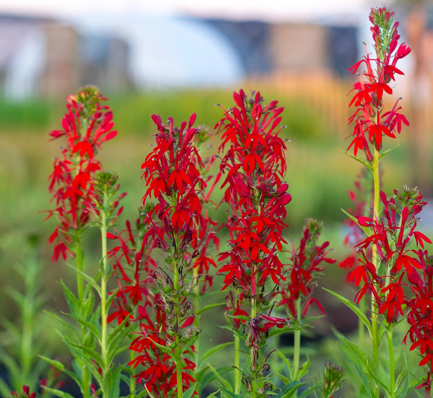Cardinal Flower seeds for Planting - Fragrant Blossoms, Heirloom & GMO Free Seeds for Home Garden
