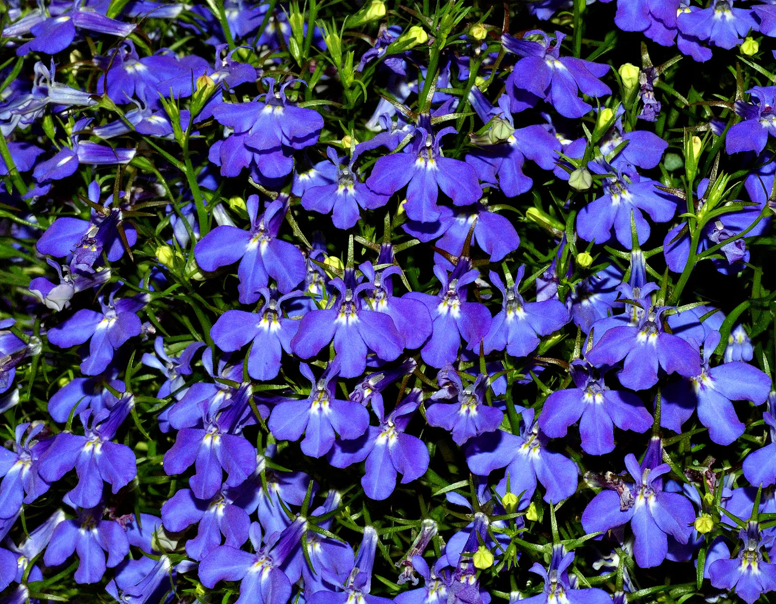 Erinus Flower seeds for Planting - Wildflower Mix, Heirloom & GMO Free Seeds for Home Garden