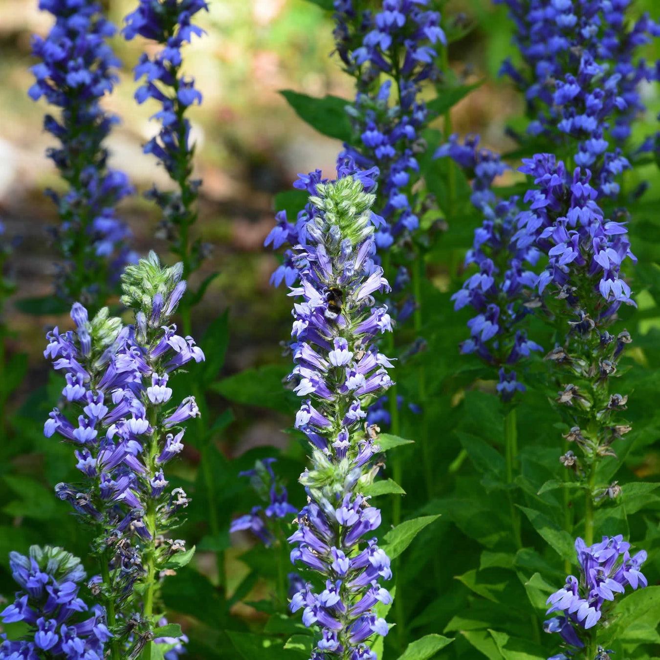 Lobelia Flower Seeds – Organic Non-GMO Blue Trailing Ornamental Plants