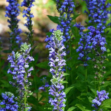 Lobelia Flower Seeds – Trailing Blooming Ornamental Garden Variety