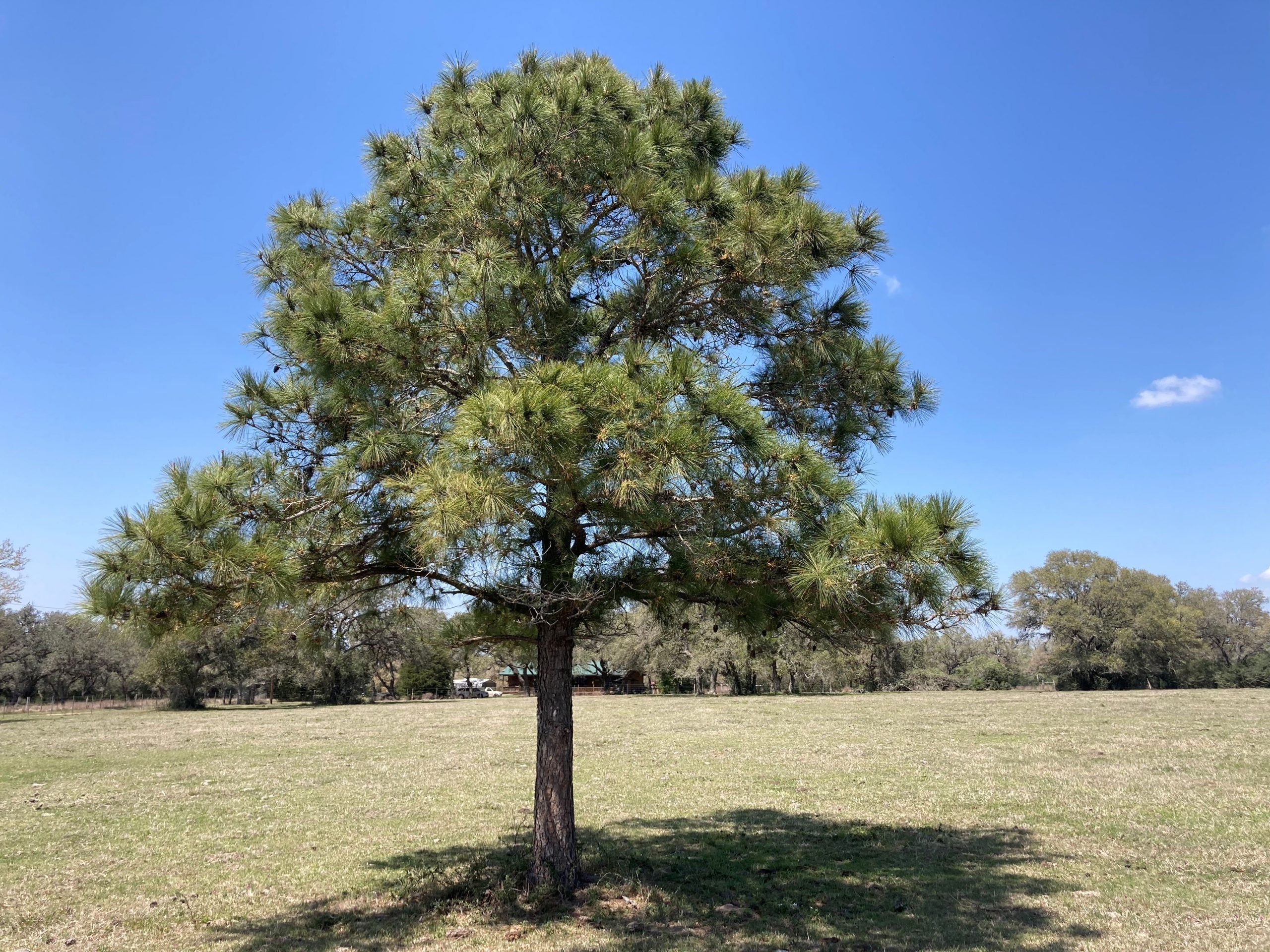 Loblolly Pine Tree Seeds For Majestic Growth And Easy Planting Plant Seeds