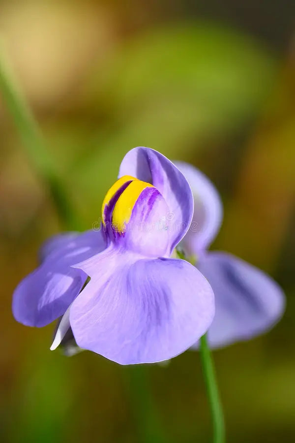 Blue Utricularia Flower seeds for Planting - Seasonal Bloomer, Heirloom & GMO Free Seeds for Home Garden