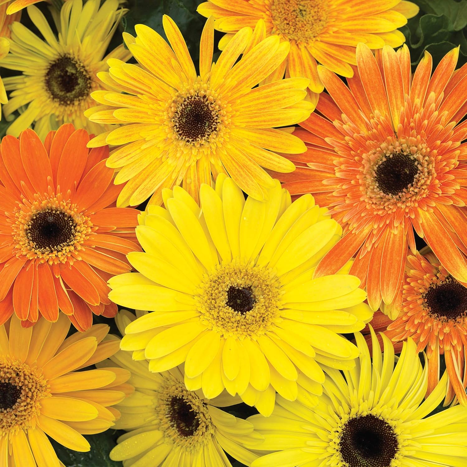 Heirloom Gerbera Seeds – Non-GMO Ornamental Flowers for Home Gardens