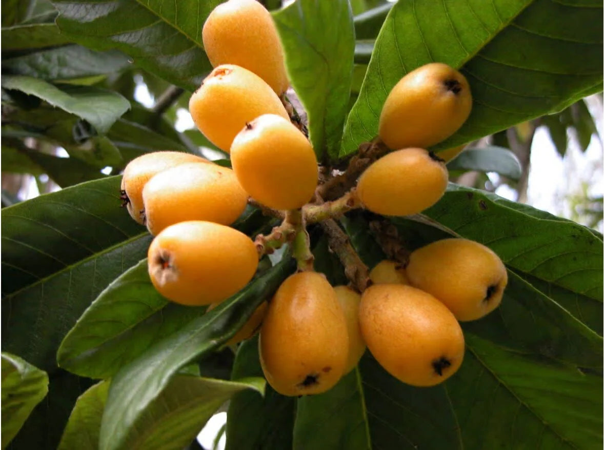 Loquat Fruit Seeds: Complete Planting Guide