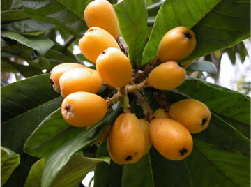 Loquat Fruit Seeds: Complete Planting Guide