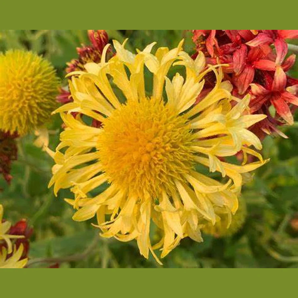 Gaillardia Lorenzania Mixed Flower Planting Seed for Plantings for Planting Heirloom Non-GMO Seeds