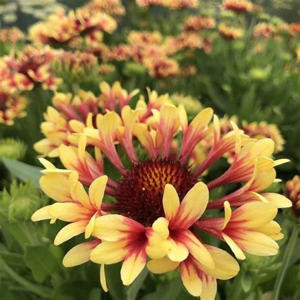 Gaillardia Lorenzania Mixed Flower Planting Seeds blooming in flower beds, containers, borders, and pollinator-friendly gardens