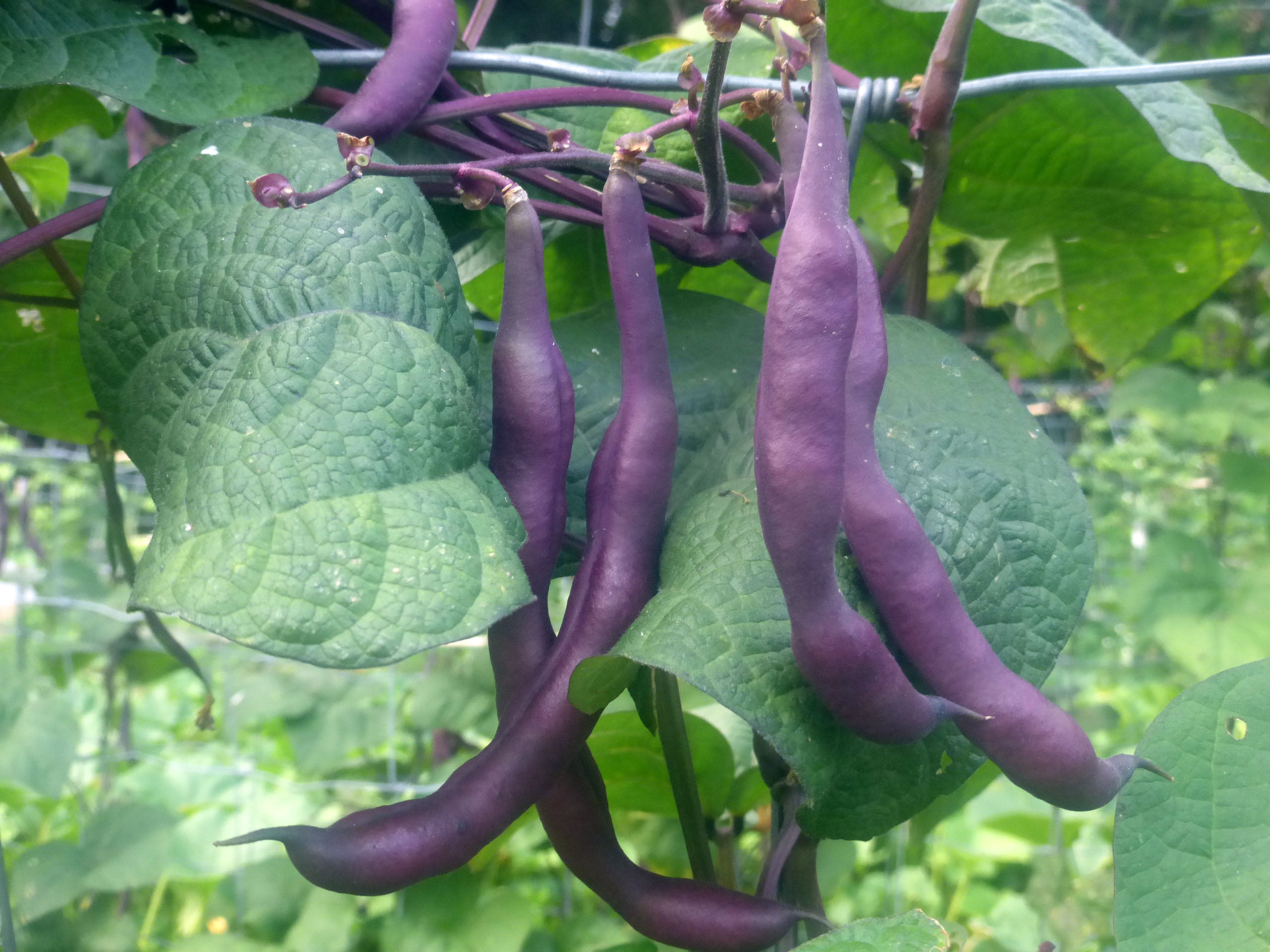Violet Pole Bean Seeds for Planting - Vegetable Garden Essentials