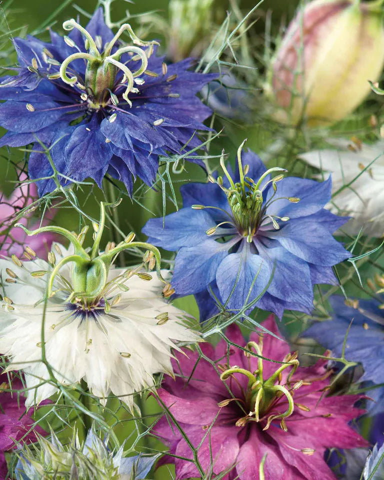 Mixed Nigella Damascena Flower seeds for Planting - Colorful Display, Heirloom & GMO Free Seeds for Home Garden