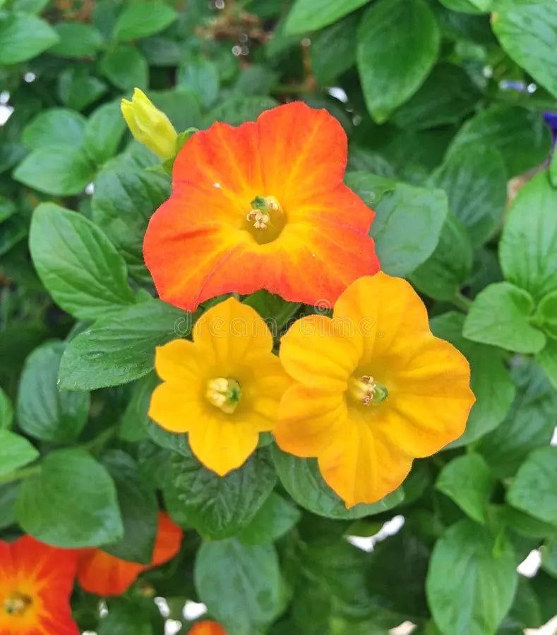Streptosolen Flower seeds for Planting Wildflower Mix Heirloom & GMO Free Seeds for Home Garden