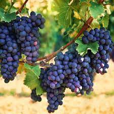 Grape Fruit Planting Seeds for Garden & Home Planting