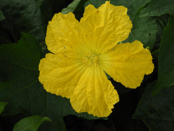 Yellow Luffa Flower seeds for Planting - Vibrant Colors, Heirloom & GMO Free Seeds for Home Garden