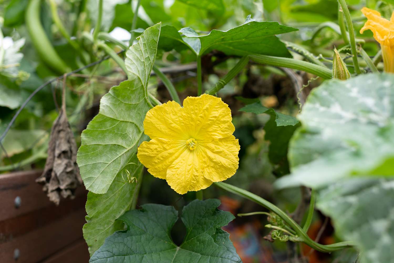 Yellow Luffa Flower seeds for Planting - Vibrant Colors, Heirloom & GMO Free Seeds for Home Garden