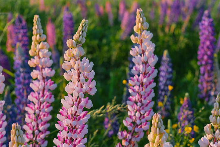 Lupins Flower seeds for Planting Compact Growth Heirloom & GMO Free Seeds for Home Garden