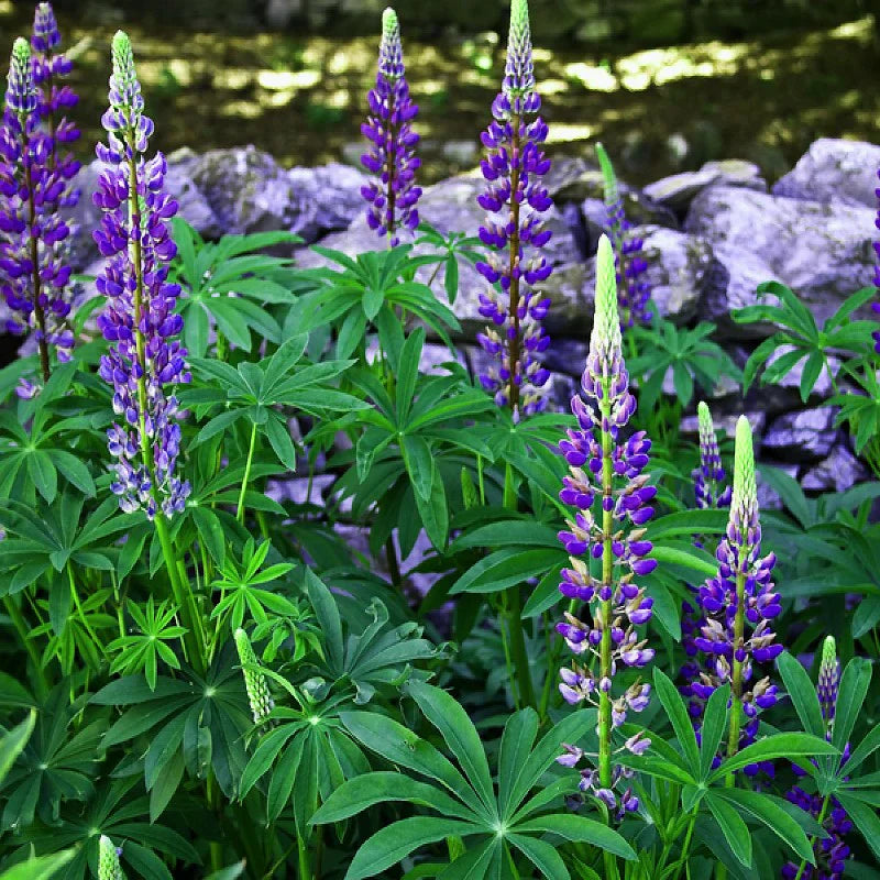 Blue (Blue Perennial) seeds for planting in home garden