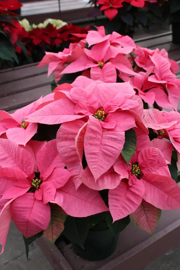 Light Pink Euphorbia Pulcherrima Flower seeds for Planting - Pollinator Friendly, Heirloom & GMO Free Seeds for Home Garden