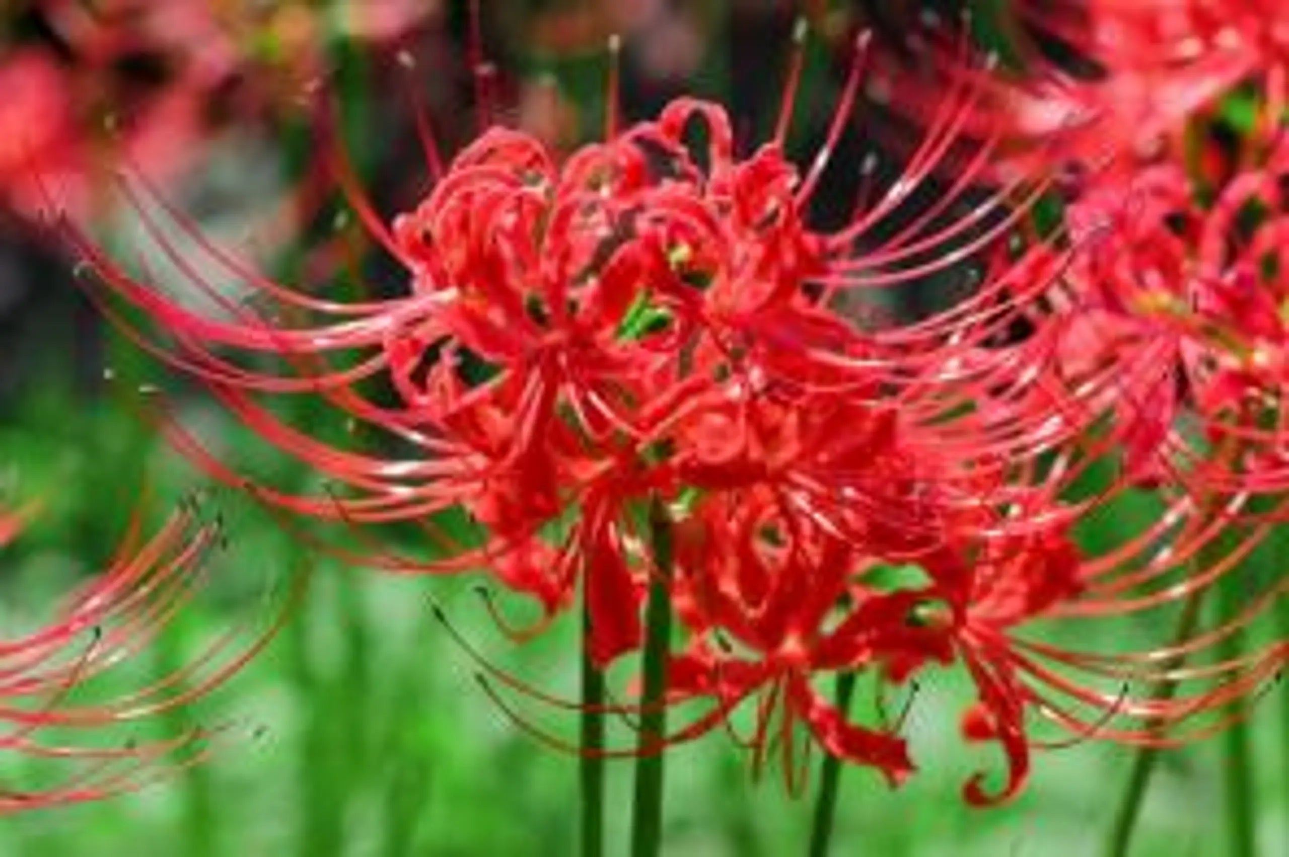 Mixed Grevillea Flower seeds for Planting - Sun Loving, Heirloom & GMO Free Seeds for Home Garden