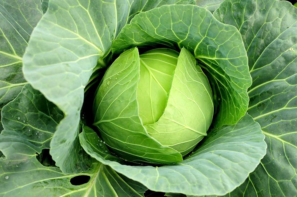 Macaroni seeds for planting Brassica oleracea variety